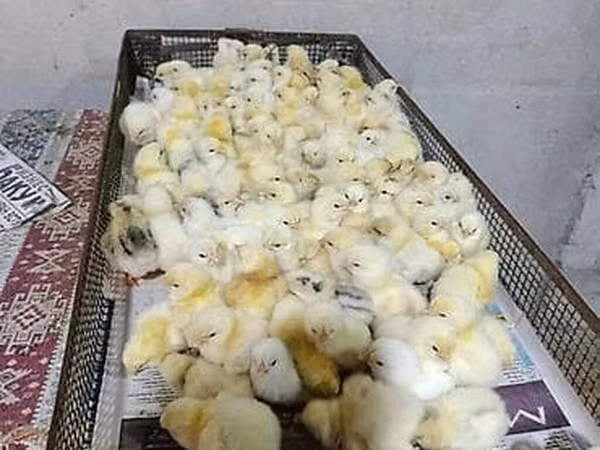 Chickens