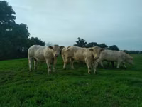 Taureau, Charolais cattle — photo 1