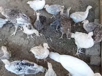 Turkeys — photo 1