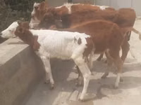Buğa, Simmental cattle — foto 4