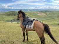ცხენი, Azerbaijan horse — ფოტო 3
