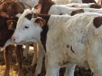 Sığır (parti, cinsiyet belirtilmedi), Aberdin Angus — foto 3