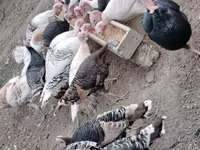 Turkeys — Foto 4