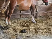 Jument, Chevaux — photo 3