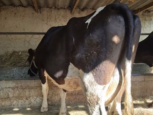 Vaca, Raça Holstein