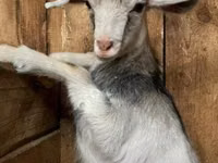Boucs, Kamori goats — photo 1