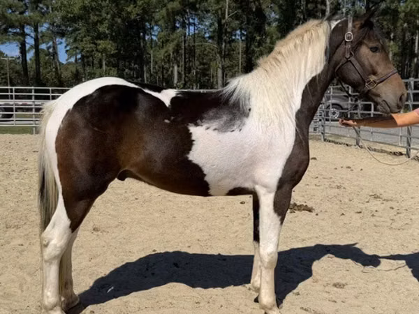 Aygʻir, American paint horse