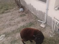 Owca, Owce — zdjęcie 2
