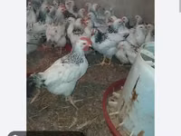 Chickens — Foto 2