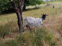 Koza, Kozy — foto 3