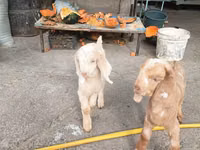 山羊（批次，未指定性别）, Beetal goats — 照片 8