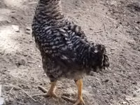 Chickens — foto 2