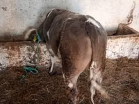 Buğa, Simmental cattle — foto 2