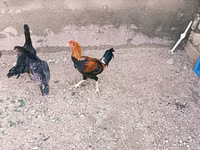 Chickens — foto 2