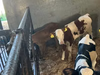 Bovins (lot, sexe non indiqué), Russian Black pied cattle — photo 5