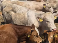 公牛, Limousin cow — 照片 1