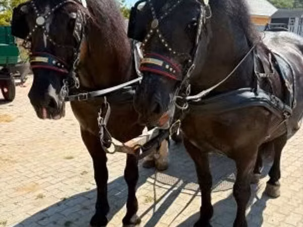 Aygır, Hungarian horse breed