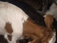 Boğa, Simmental cattle — foto 1