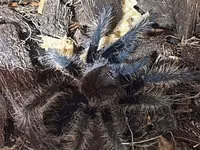 Məhsul: Seçmə tarantula balaları (sling) Növlər: - Brachypelma vagans — الصورة 3