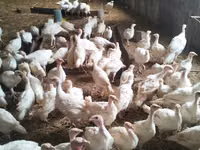 Turkeys — foto 2