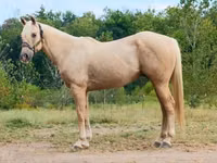Cavalo, Quarter Horse — foto 1
