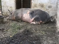 Eber, Schweine — Foto 3