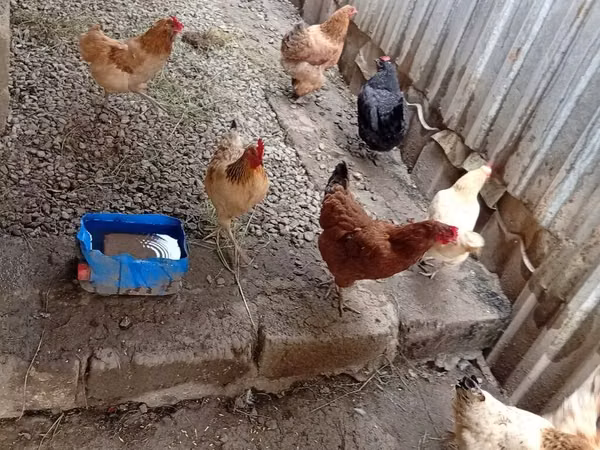 Chickens