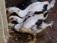 Ducks — foto 2