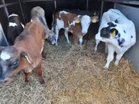 Бұқа, Pinzgauer cattle — 2-сурет