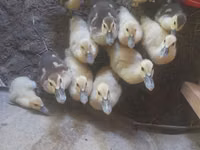 Ducks — zdjęcie 3