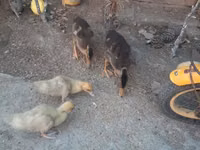 Ducks — zdjęcie 2