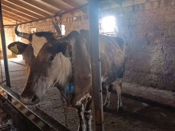ძროხა, Simmental cattle