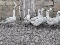 Geese — 2-сурет