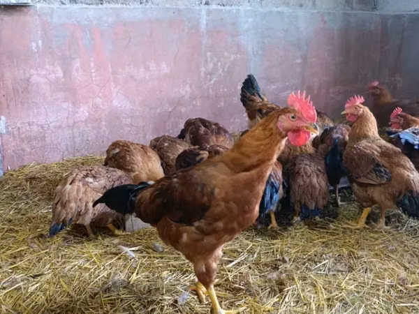 Chickens — Armaniston