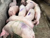 Säue, Schweine — Foto 1