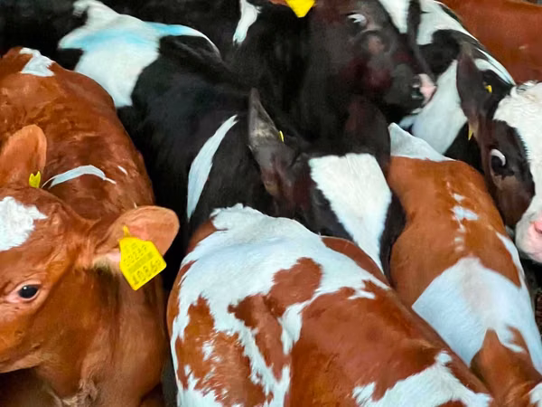 İribuynuzlu mal-qara (partiya, cinsi göstərilməyib), Russian Black pied cattle