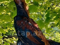 Dominant — foto 2
