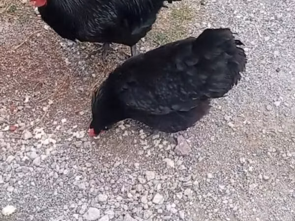 Chickens