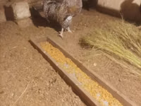 Chickens — foto 2