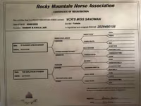 Klisna, Rocky Mountain Horse — foto 8