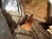 Chickens — photo 1
