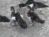 Ducks — foto 5