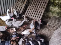Ducks — foto 5