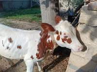 İnek, Simmental cattle — foto 7