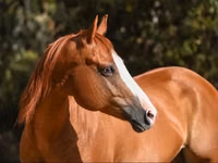 კვიცი, Quarter Horse — ფოტო 3