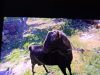 ஆண் வெள்ளாடு, Murcia-Granada goats — புகைப்படம் 3