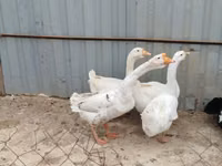 Geese — zdjęcie 4