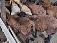 ஆண் வெள்ளாடு, Boer goat — புகைப்படம் 4