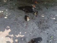 Ducks — foto 5