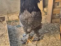 Brahma — foto 4